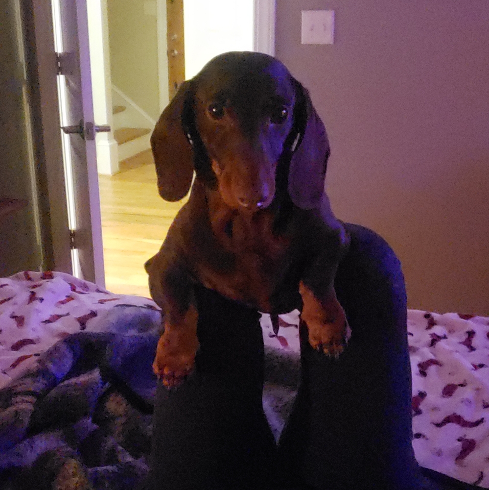 Meet your Posher, Violet